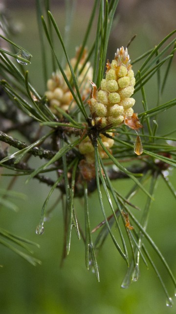 Image green and brown plant in close up photography