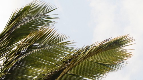 Image green palm tree under white clouds