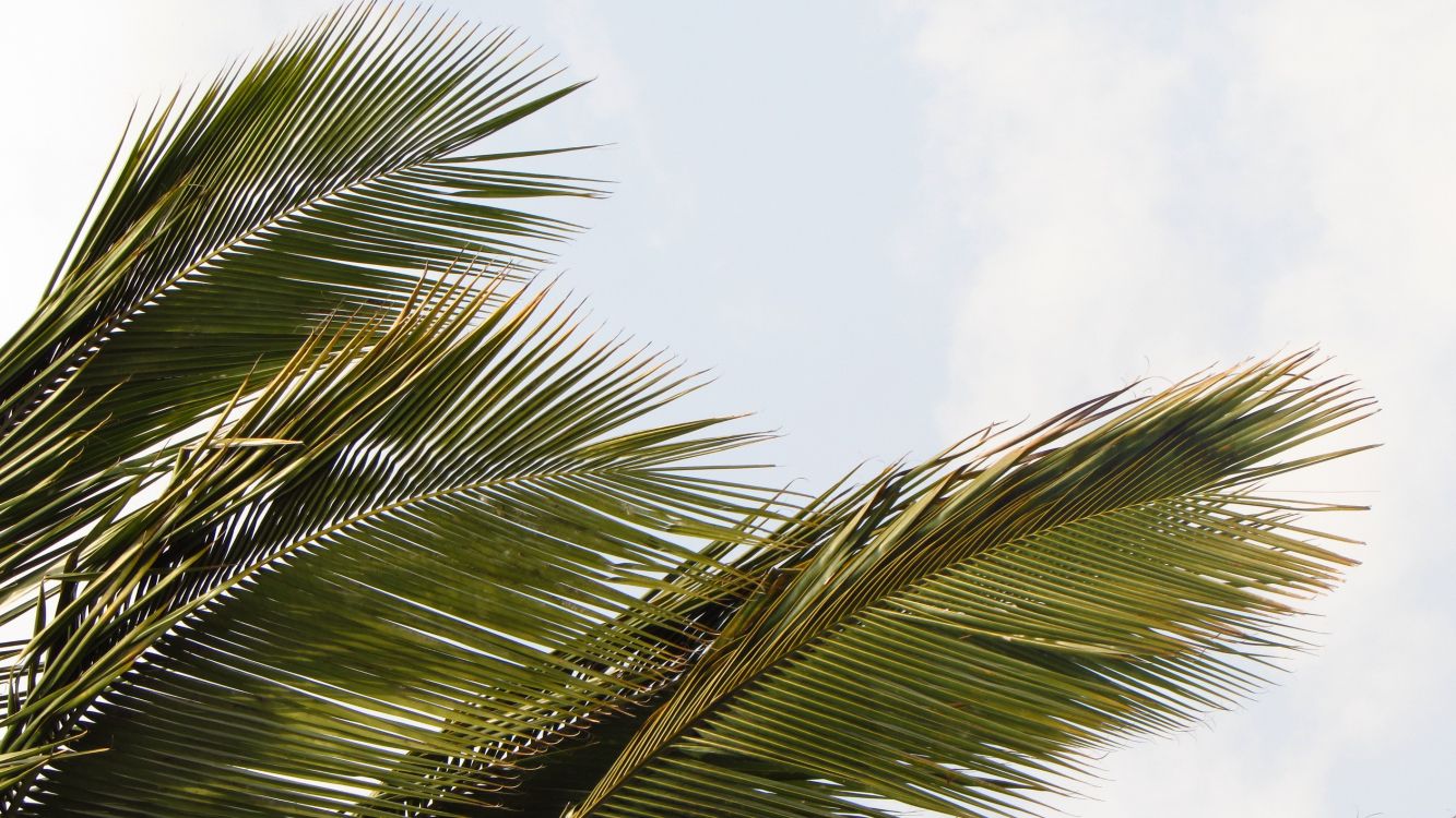 green palm tree under white clouds