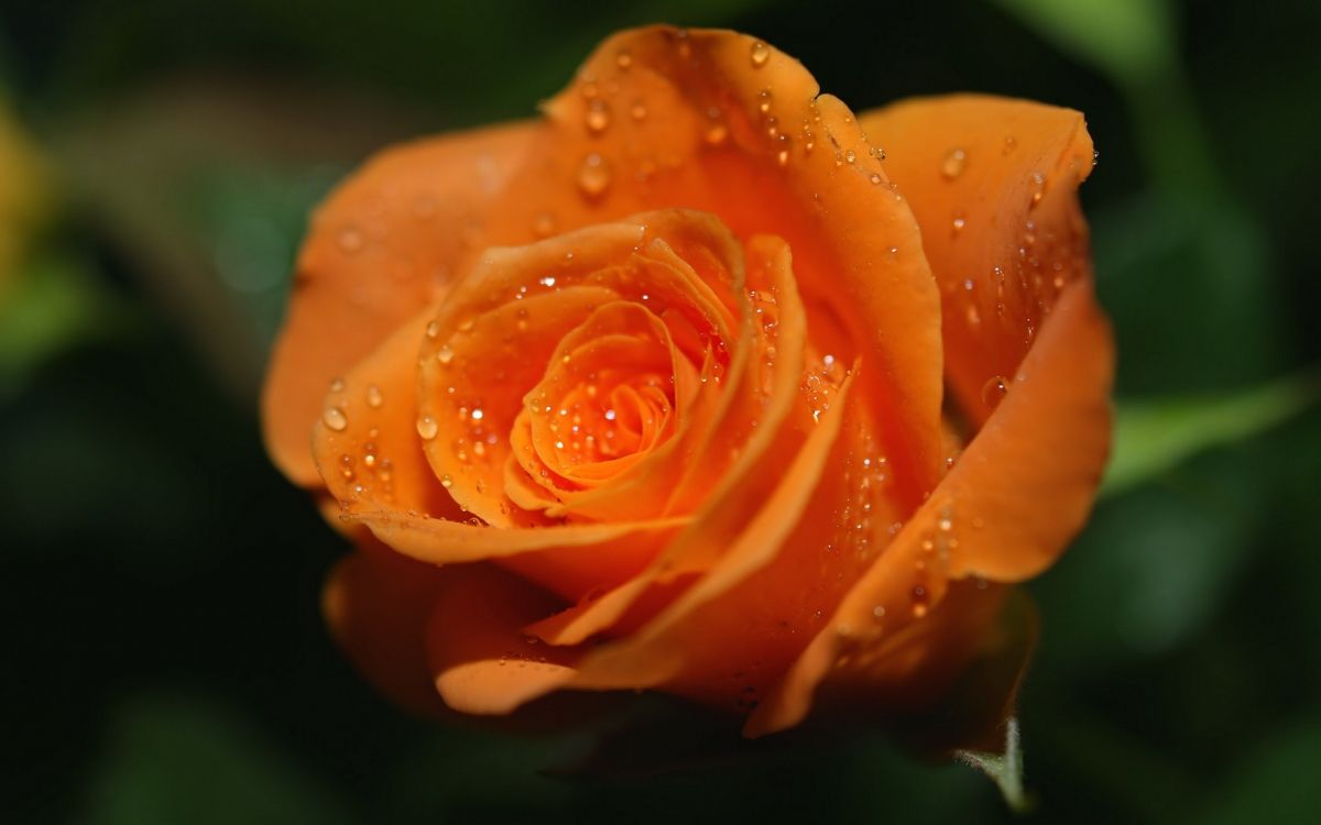 orange rose with water droplets