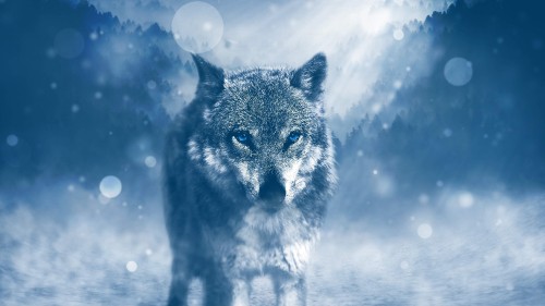 Image gray wolf on snow covered ground