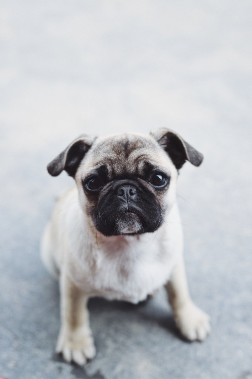 Image fawn pug on grey floor