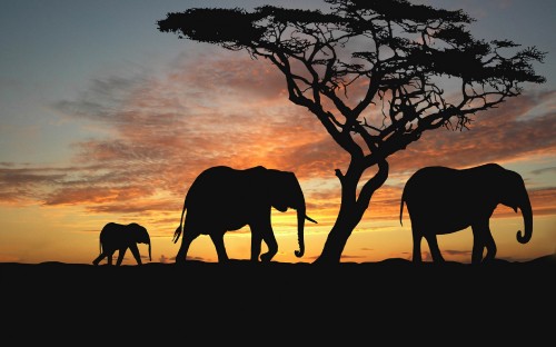 Image silhouette of elephant walking on dirt ground during sunset