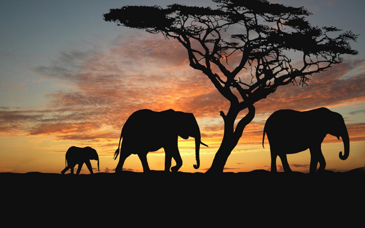 silhouette of elephant walking on dirt ground during sunset