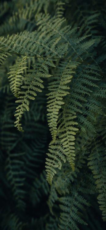 草, 陆地上的植物, 树枝, 地被, 显花植物 壁纸 1080x2340 允许