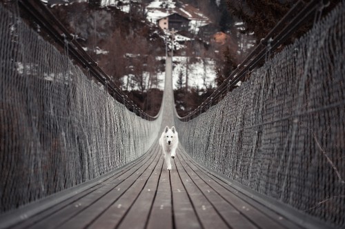 Image white long coated dog on brown wooden bridge