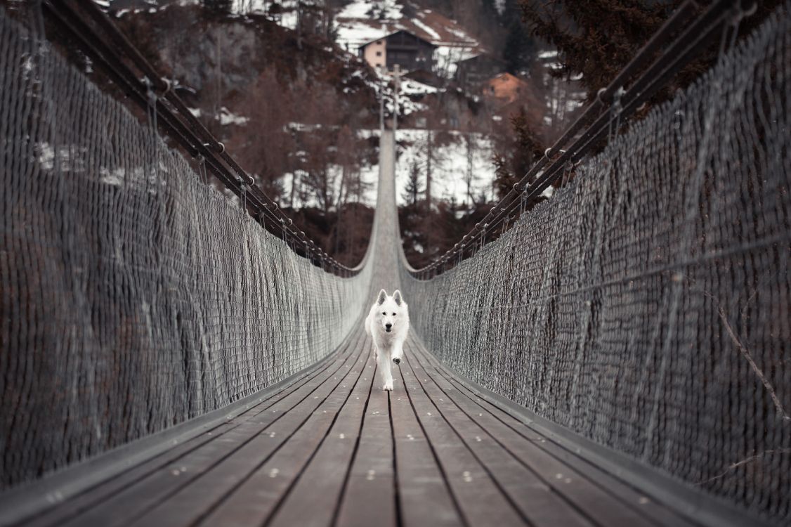 Weißer Langhaariger Hund Auf Brauner Holzbrücke. Wallpaper in 4928x3280 Resolution
