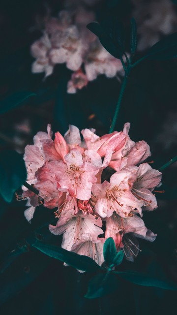 Image pink and white flower in close up photography