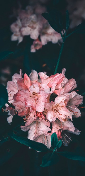 Image pink and white flower in close up photography