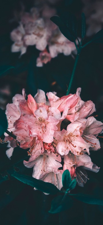 Image pink and white flower in close up photography