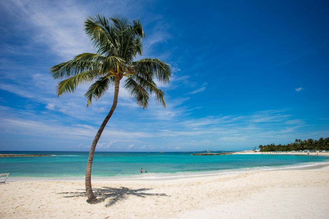棕榈树, 大海, 热带地区, 加勒比, 岸边 壁纸 4000x2666 允许