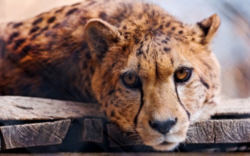 Image brown and black cheetah on brown wooden log