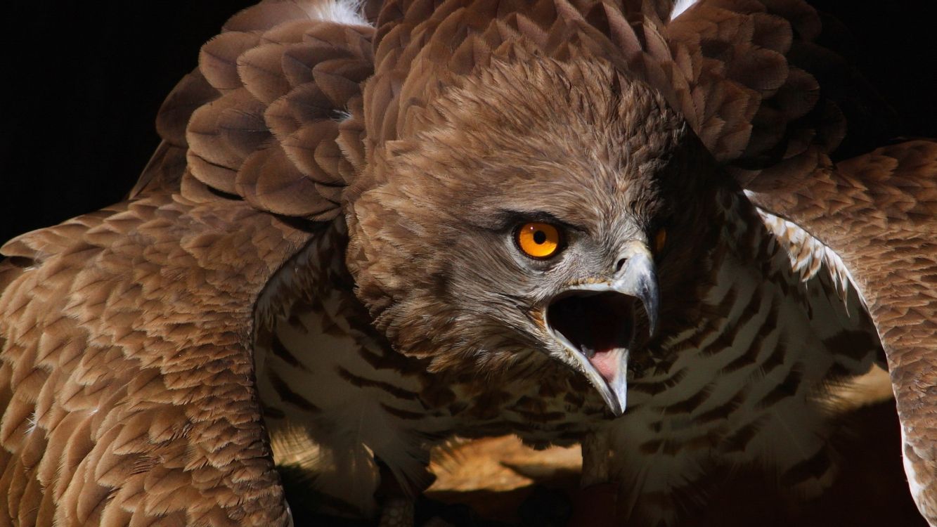 brown and white eagle on brown tree branch