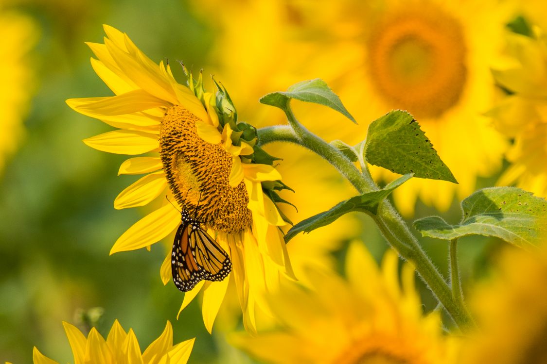 Mariposa Amarilla y Negra Sobre Girasol Amarillo Durante el Día. Wallpaper in 6000x4000 Resolution