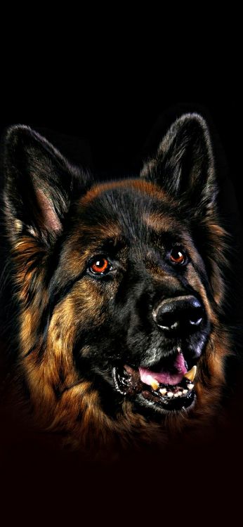 Berger Allemand, Chiot, Chien de Troupeau, Husky Sibérien, Chien. Wallpaper in 1080x2340 Resolution