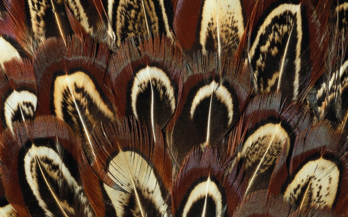 Textil de Plumas Marrón y Blanco. Wallpaper in 2560x1600 Resolution