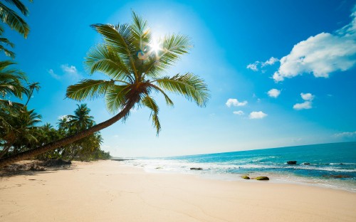 Image green palm tree on white sand beach during daytime