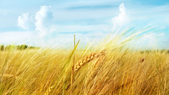 grain wallpaper 4k