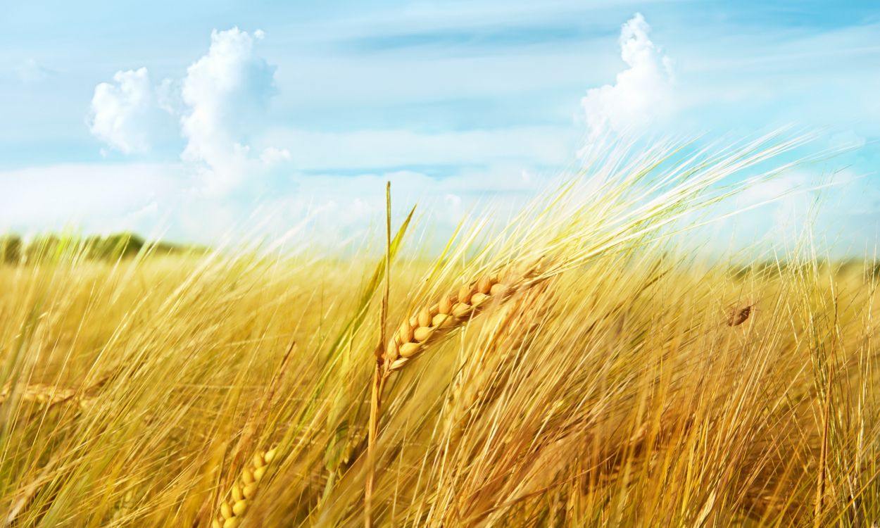 小麦, 人们在自然界, Rye, 大麦, 黑小麦 壁纸 5000x3000 允许