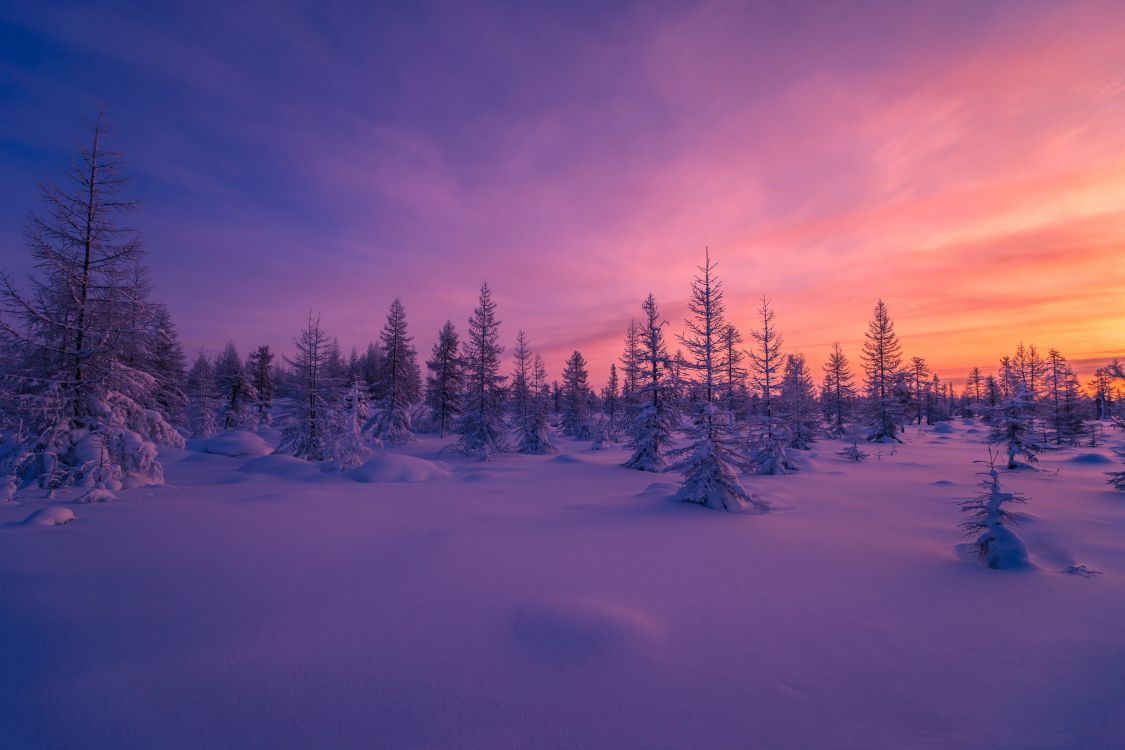 Schneebedeckte Kiefern Unter Blauem Himmel Tagsüber. Wallpaper in 2475x1650 Resolution