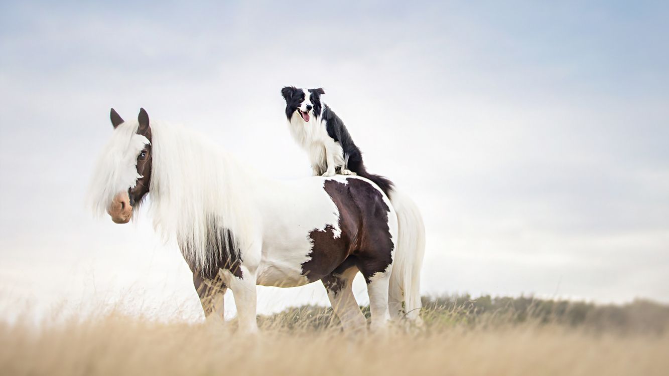 White and Black Horse on Brown Grass Field During Daytime. Wallpaper in 3840x2160 Resolution