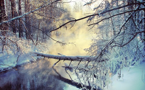 Image snow covered trees during daytime