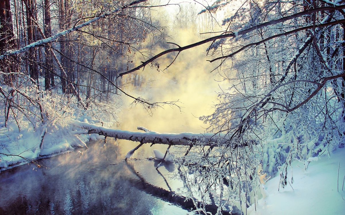 snow covered trees during daytime