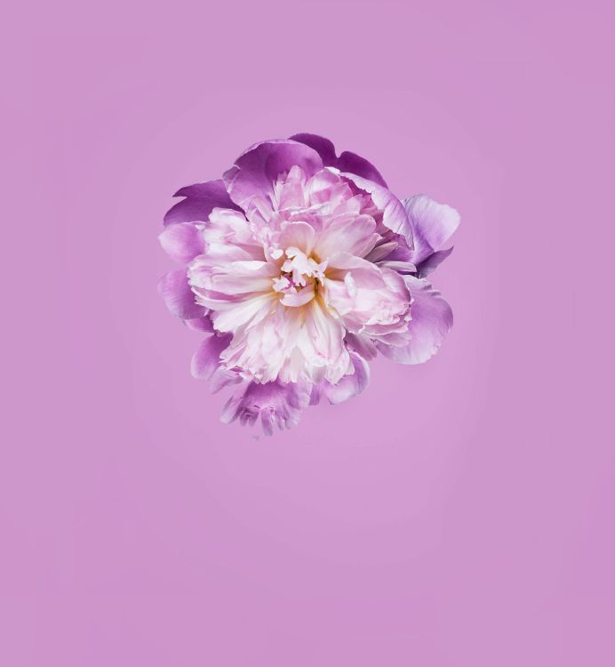 Huawei, Honor Play, Google Play, Honneur, Huawei P30. Wallpaper in 2160x2340 Resolution