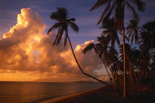 Image palm tree on beach during sunset