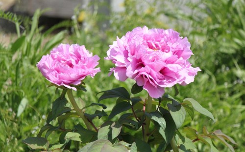 Image pink flower in tilt shift lens