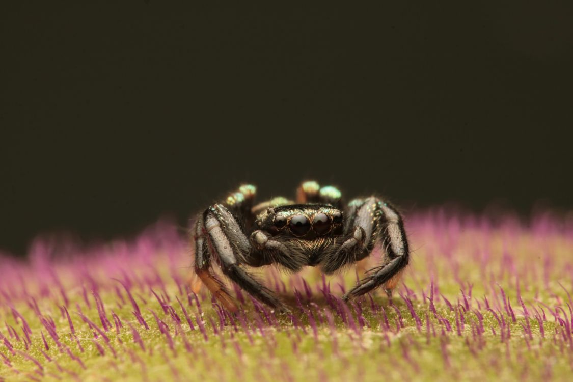 black and brown spider on yellow and pink flower