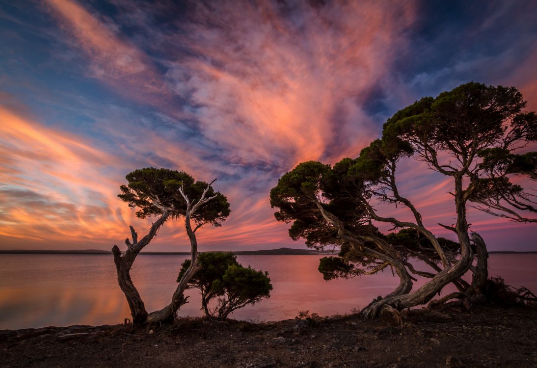 Arbre Vert Sur Champ Brun Sous Ciel Nuageux. Wallpaper in 2048x1403 Resolution