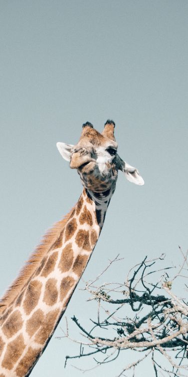 giraffe, giraffidae, plant, neck, fawn