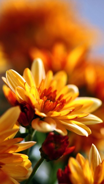 Image yellow and white flower in tilt shift lens