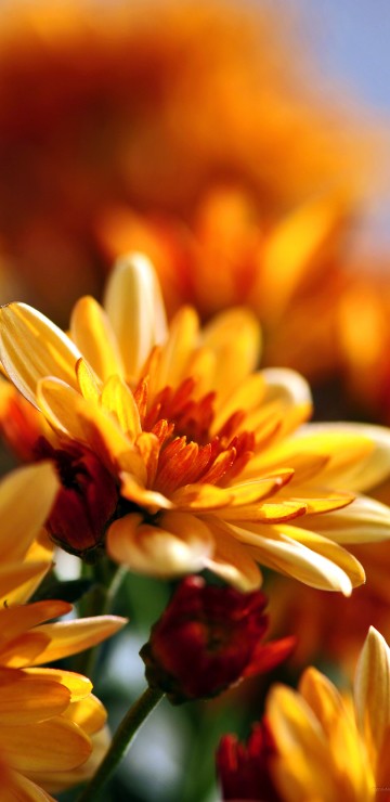 Image yellow and white flower in tilt shift lens
