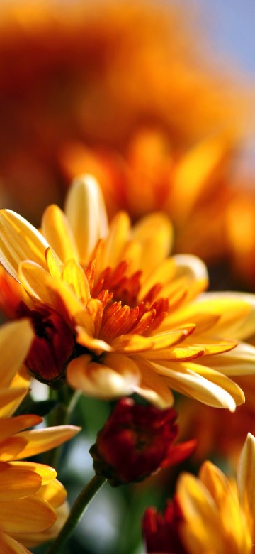 Image yellow and white flower in tilt shift lens