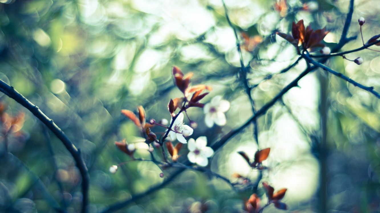 red and white leaves on tree branch