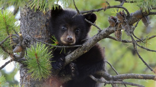 Image black bear on tree branch