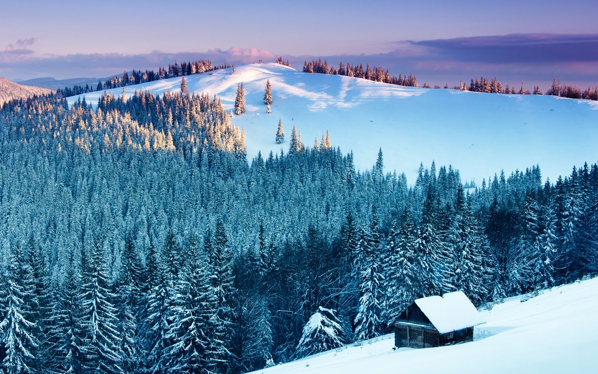 green pine trees covered with snow during daytime