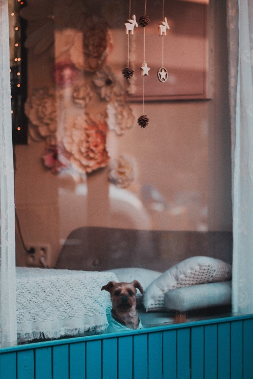 Image white and brown short coated small dog