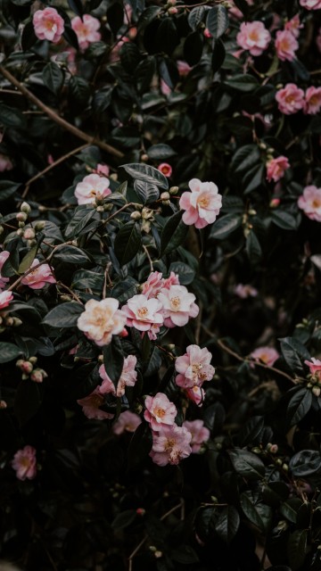 Image pink and white flowers with green leaves
