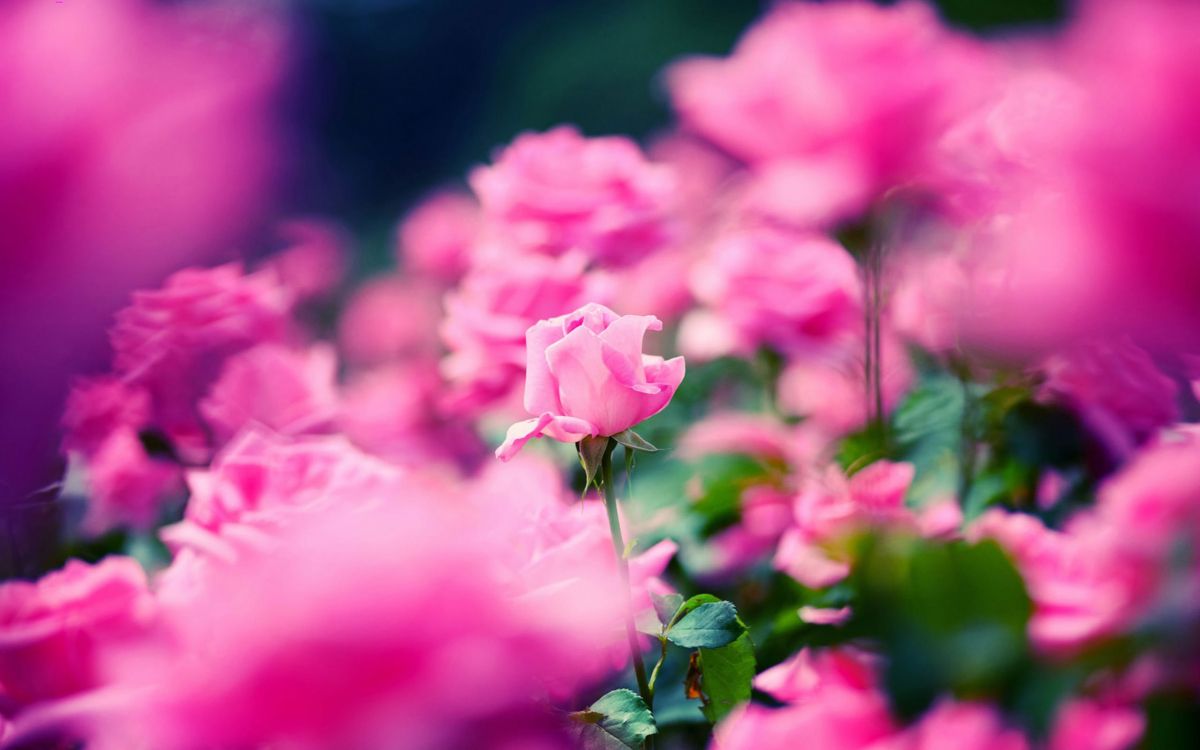Pink Roses in Tilt Shift Lens. Wallpaper in 2560x1600 Resolution