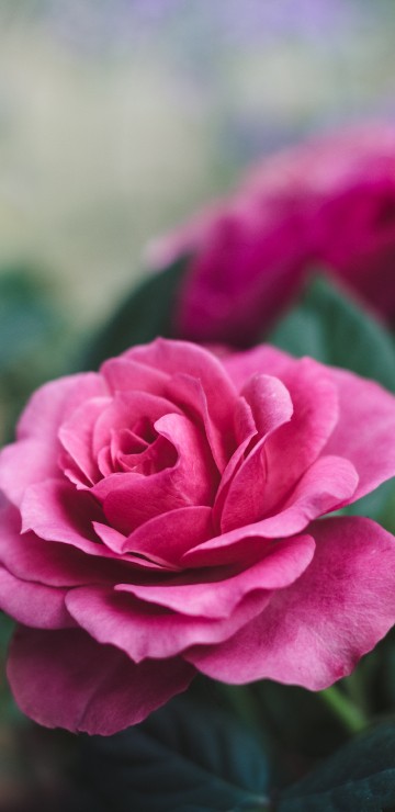 Image pink rose in bloom during daytime
