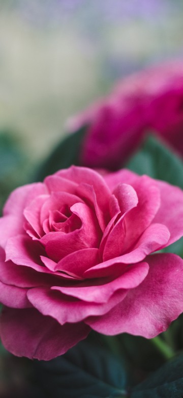Image pink rose in bloom during daytime