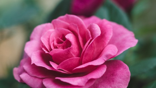 Image pink rose in bloom during daytime