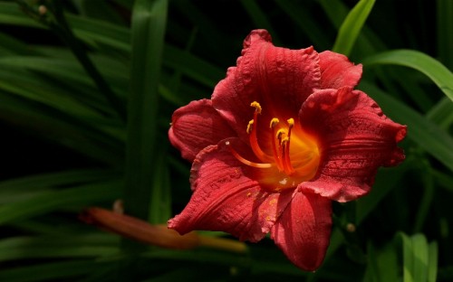 Image red flower in tilt shift lens