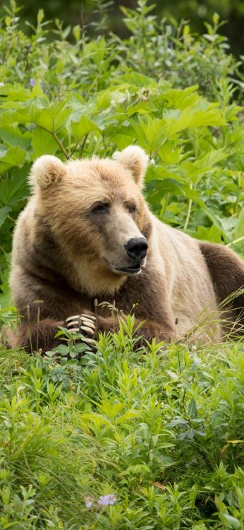 Grizzli, L'ours Brun, Ours Kodiak, Green, Carnivores. Wallpaper in 1080x2340 Resolution