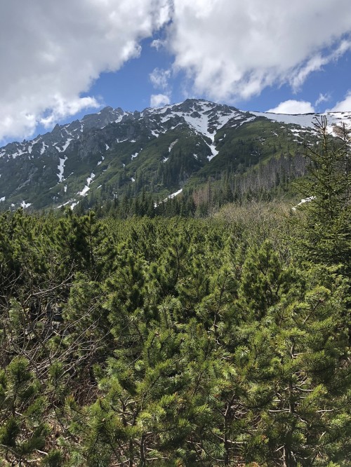 Image wilderness, Conifers, mountainous landforms, mountain range, highland