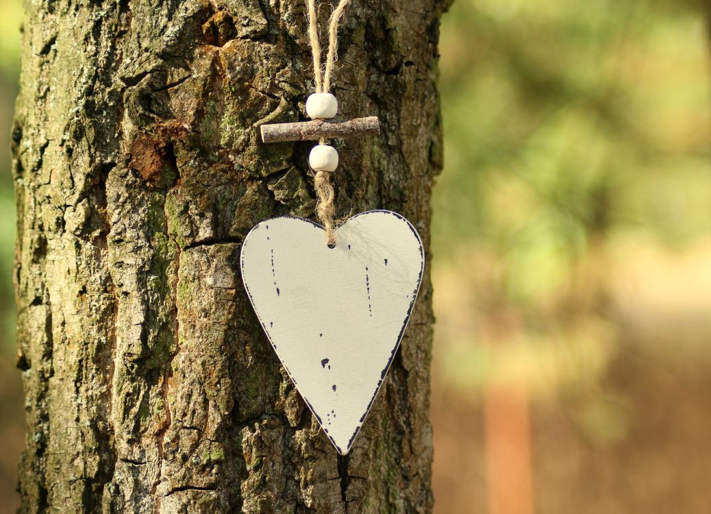 心脏, 昆虫, 木, 飞蛾和蝴蝶, 枪筒 壁纸 4266x3082 允许