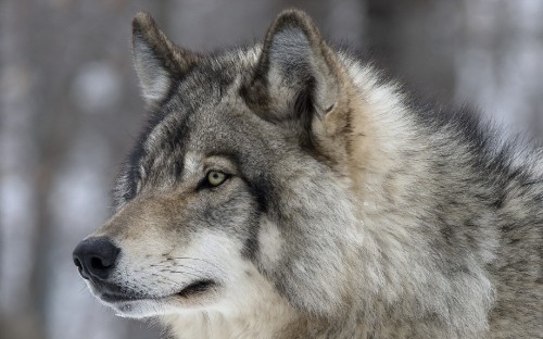 Image white and black wolf in close up photography